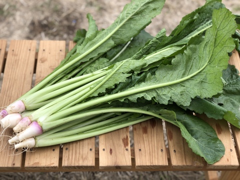 2kg レシピ付で簡単 家にある調味料で野沢菜漬けが作れます 長野県産 食べチョク 農家 漁師の産直ネット通販 旬の食材を生産者直送