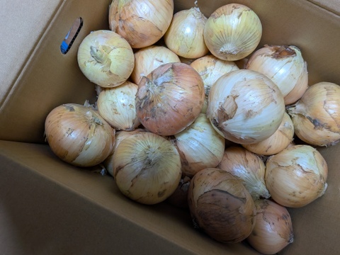 【白子町特産】✨林農園の新玉ねぎ✨（10kg）
