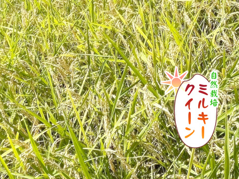 ミルキークイーン・白米無洗米（5kg）【自然栽培　栽培期間中　農薬・肥料不使用】