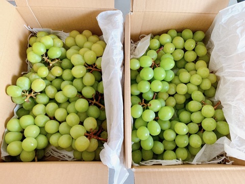 訳あり　完熟シャインマスカット　2Kｇ以上