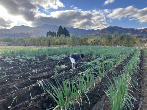 自家製堆肥で育てたあま～い有機ネギ8㎏