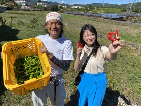 辛さ無し　広島県産　万願寺唐辛子500g