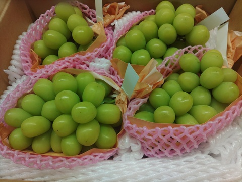 #イチ推し！迷ったらこれ!!　　　【完熟シャインマスカット 長野産】　　　
(10月発送)　　【計4～6房】