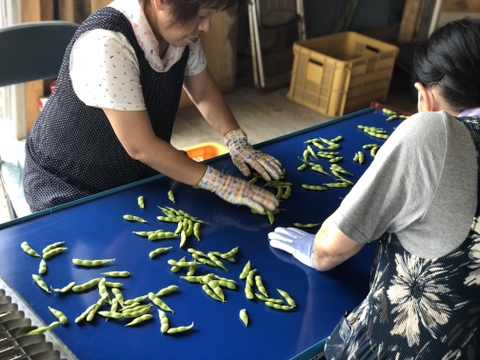 枝豆　えだまめ　神風香　フルーツ枝豆　２０００ｇ　秋田県　横手市産　まるで果物！甘くておいしい　産地直送　農家直送　朝採れ