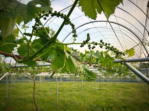 【皮ごとOK】ナガノパープル【３-４房】約1.8㎏／岡山県産／種なし／黒ぶどう