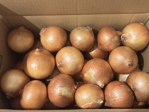 【お陰様でリピーター様多数！】淡路島玉ねぎ「中生種」　１０kg　特別栽培　ひょうご安心ブランド認証取得