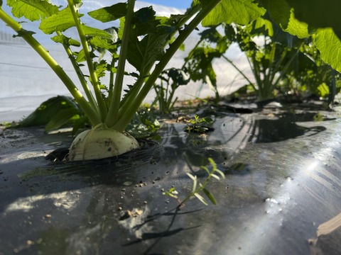 【カレンダー付】絶品！とくうま秋冬野菜１０〜１２品セット＜１１月発送分＞