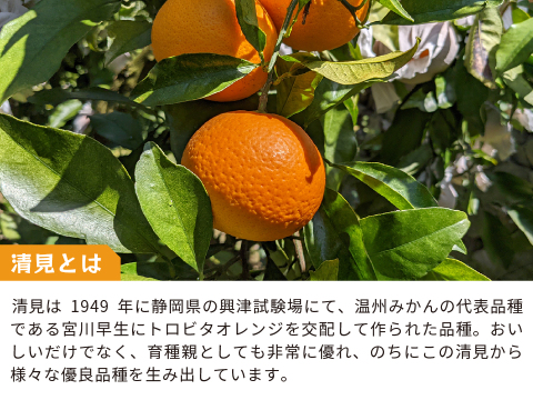清見｜春先まで樹上完熟させた濃厚な味わい！みかんとオレンジのかけ合わせで生まれた和歌山県海南市下津町産の和製オレンジ（ご家庭用4kg）