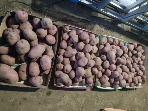 🥔農薬・化学肥料不使用「アンデスレッド」5kg　L～2Lサイズ🥔