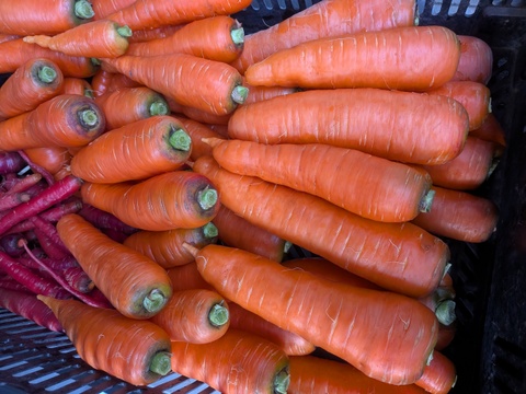 こだわり土壌で栽培した博多の冬ニンジン　約1.2kg  福岡産