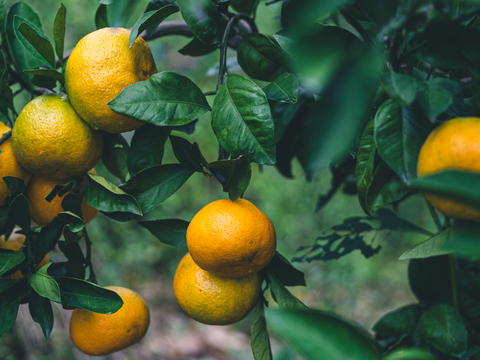 ■限定10箱■【EHIME UWAJIMA】とろ甘の樹上完熟ゆら早生Aセレクション（家庭用)
2.7kg