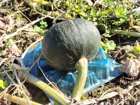 栗っプチ(約1kg 3-6玉）★チッチャく甘い！栗カボチャ界の一寸法師！【冬ギフト】