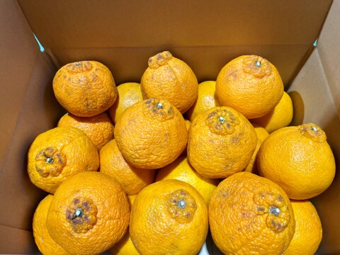 【見た目に訳あり…】濃厚な甘さでちゅるるんとした『不知火』約4.5㎏（サイズいろいろ）