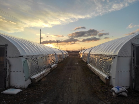 【採卵翌日発送】宮城のお米と大豆で育てた　ごとうもみじのたまご　陸と海の恵みを濃縮　　6個入り×4P