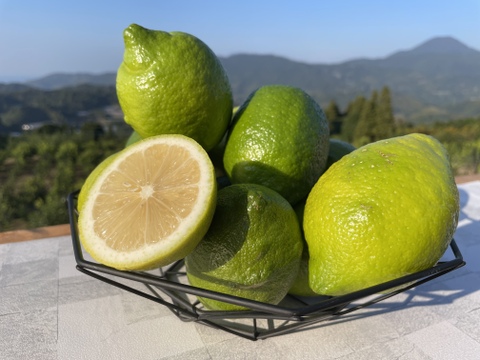 【数量限定】お試しサイズ、グリーンリスボン　1.5キロ