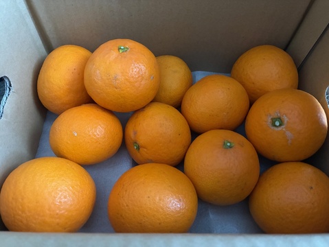 【食べるジュース？！】清見タンゴール2kg ※3月上旬頃発送開始