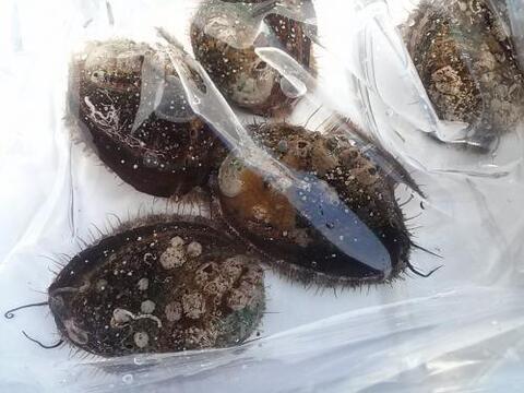 養殖活アワビ500ｇ（約4～7個入り）　愛媛宇和島産　生きたままお届けします