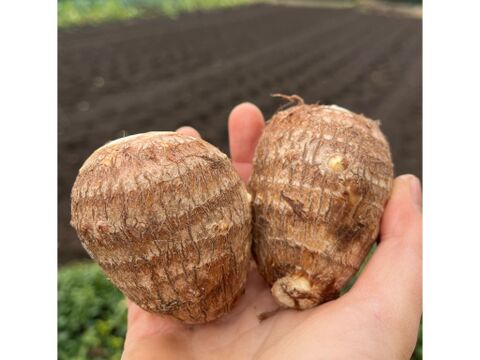 里芋　2キロ　栽培期間中農薬化学肥料不使用