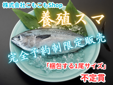 【完全予約制、日時指定不可、12月より順次発送、50尾限定】愛媛県産養殖スマ