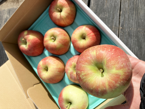 希少品種🍎北斗🍎3kg 果汁溢れる甘いりんご✨低農薬で皮ごと安心！キズなし良品🎁 特別栽培認証取得