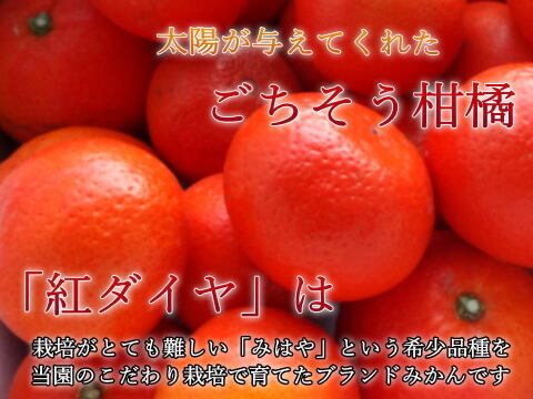 【冬ギフト】甘～い完熟みかんの食べ比べ！レア品種も入った２品種が楽しめる豪華詰め合わせ！厳選プレミアムギフト　黒の化粧箱（大）　二種詰め合わせ　約２ｋｇ入「熨斗対応可」【商品番号132】