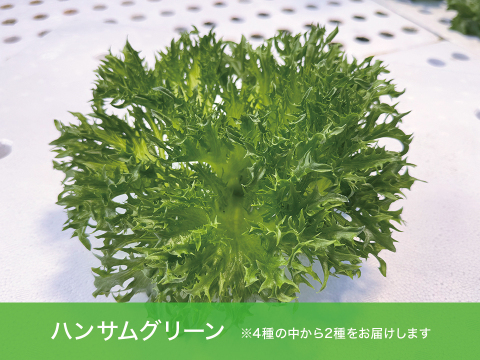 【農薬化学肥料不使用】つなぐファーム厳選おすすめセット【2種類の野菜】　1箱8袋（2種類×4袋）（1袋70～90ｇ程度）