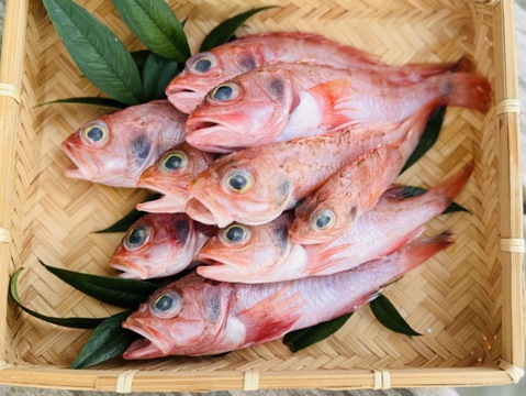 駿河湾の小さな夢カサゴ 約1kg（20尾前後）〜下処理済〜