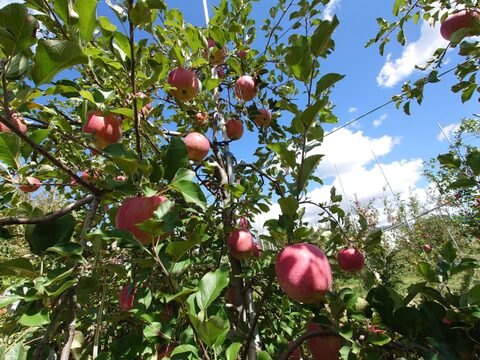 秋の味覚詰め合わせ【果実の宝箱】りんご・洋ナシ・和梨・ぶどう2.5kg～3㎏