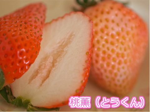 希少品種「桃薫」大粒 1パック（9～20粒 約300g）
