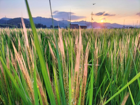 太陽のエネルギーが詰まった、もちもちのお米麺！虹咲麺🌈🌸✨（白米麺と玄米麺　合計10袋）