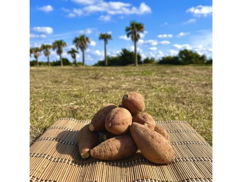 種子島産 安納芋 Sサイズ 2kg｜甘くて濃厚🍠｜aimo農園直送