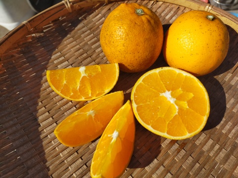 しまなみ育ちの無添加ネーブルオレンジジュース（1ℓ×2本）