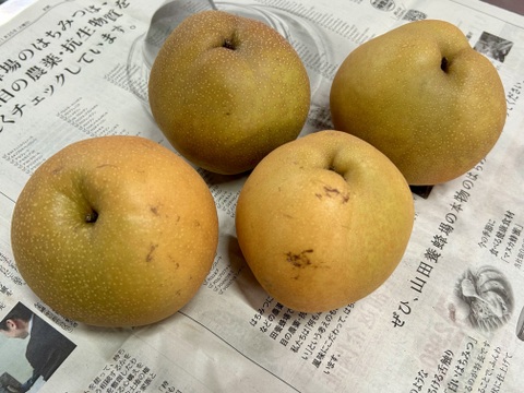 ⚠️訳アリ・加工用梨⚠️　千葉県産【新高】約4.5㎏　市川のなし
