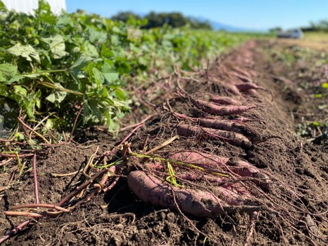 超熟成！農薬・化学肥料不使用！ムロ出し紅はるか５kg！