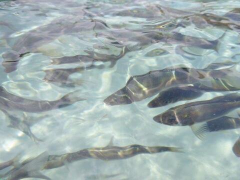 地下水育ち　鮎うるか　熟成2年物