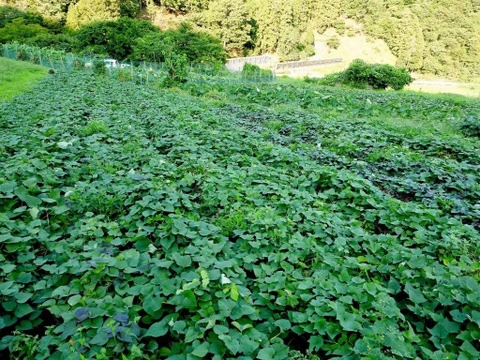 【自然栽培】べにはるか 小芋 500g