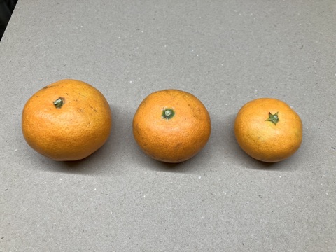 柑橘王国愛媛県砥部町産　こみかん３兄弟（農薬・化学肥料・除草剤不使用）3kg