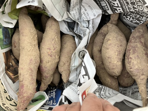 ほくほく・ねっとり食べ比べ♪ ベニアズマとべにはるか1.5kg（各品種750g）