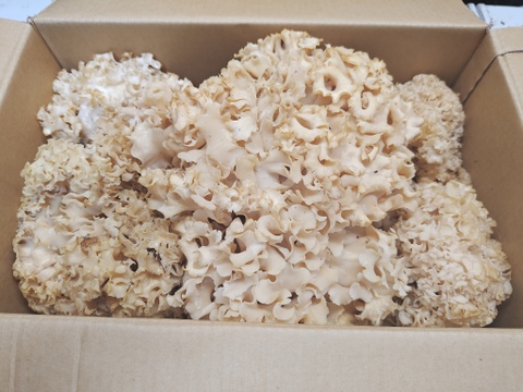 【天然茸】ハナビラタケ　濃厚な旨みと香り　492g　8/10採取