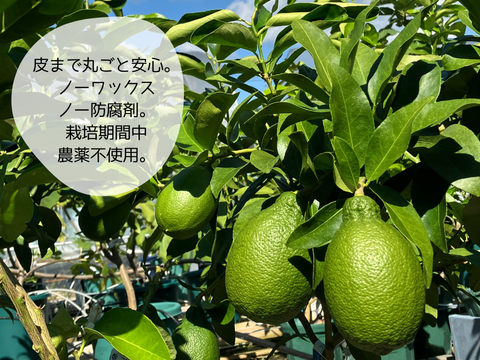 【山形県白鷹町産】キリっとスッキリ！グリーンレモン　璃の香  1kg