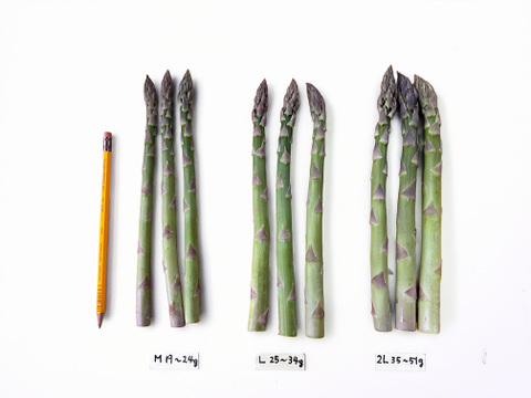 (GM)[有機JASグリーンアスパラガス]カルデラの貴公子(北海道)(春芽)