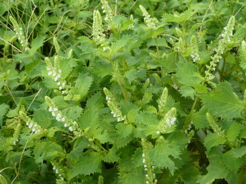 【期間・数量限定】今が旬！　紫蘇の実（穂茎）　500g