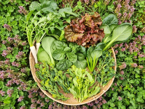 信州冬野菜セット【7品目】