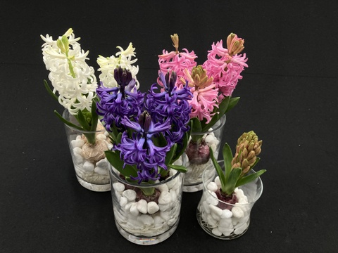 香り豊かなヒヤシンス白１球桃１球 透明クリアカップ入【期間限定】