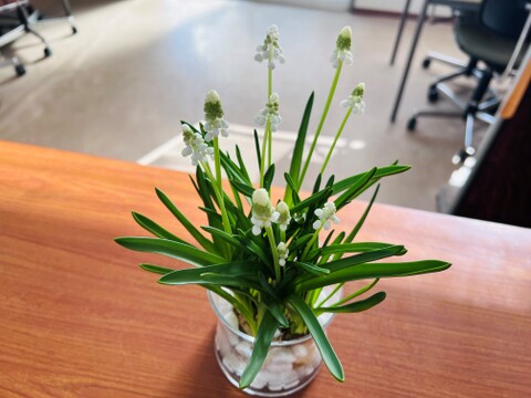 可愛らしいムスカリ白６球 透明クリアカップ入【期間限定】