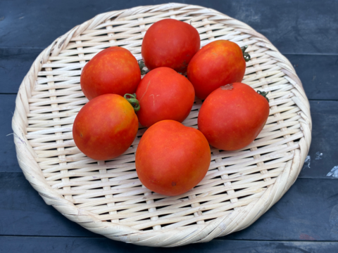 【土曜出荷：出荷先制限】日本の調理用トマト『なつのこま』 (10個)