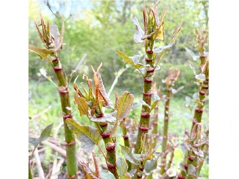 天然山菜【いたどり】国産 1㎏ 煮物 炒め物 きんぴら 天ぷら等で 山形産《予約受付》