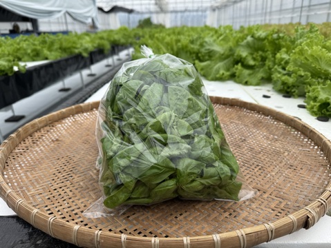 さかなが作った究極のスペシャリティ野菜　農薬・化学肥料不使用　フレッシュスイートバジル100g