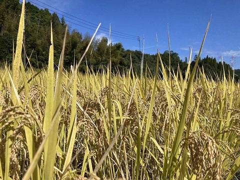 農薬不使用・無施肥　玄米　ヒノヒカリ　箱込５kg