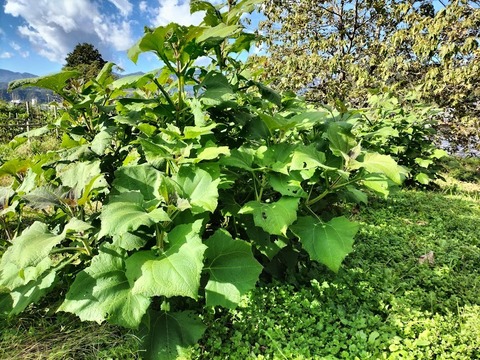 【自然栽培】シャキシャキのヤーコン　４ｋｇ（亀裂あり）